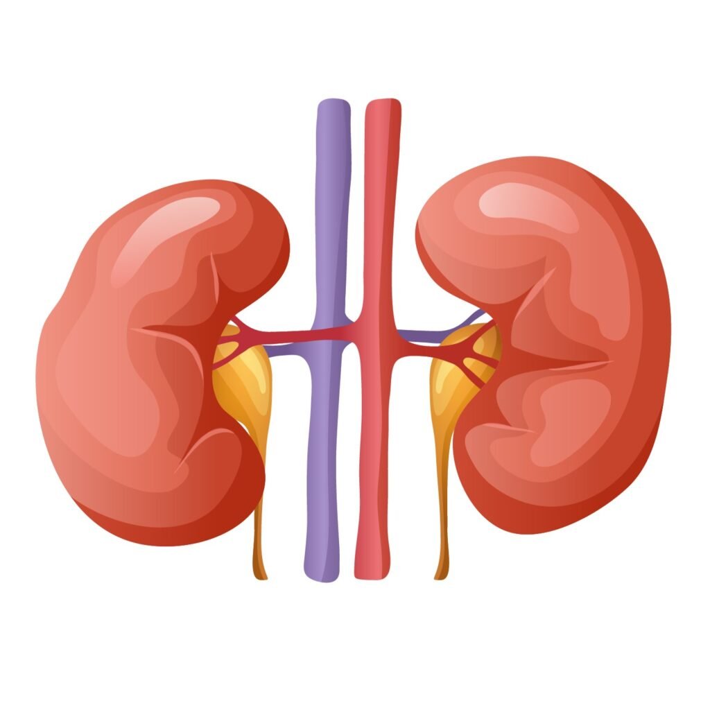 kidney